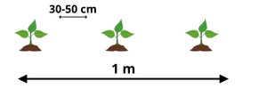 vysadba aronia zivyplot 1 rad